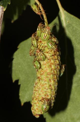 Elasmucha grisea grisea